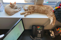 Brrr-ing… Brrr-ing… Brrr-ing…. “Meeeeow can I help you?” If you call during catnap time expect our construction cats to be a little groggy.