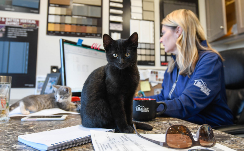 Happy Monday — it's time for Sharon to get back to work, and attempt to keep the Bailey Homes office cats off her keyboard!