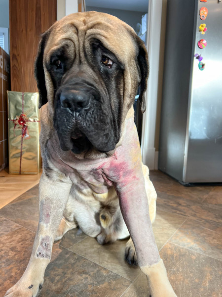 Big Earl after scary accident — on the mend.