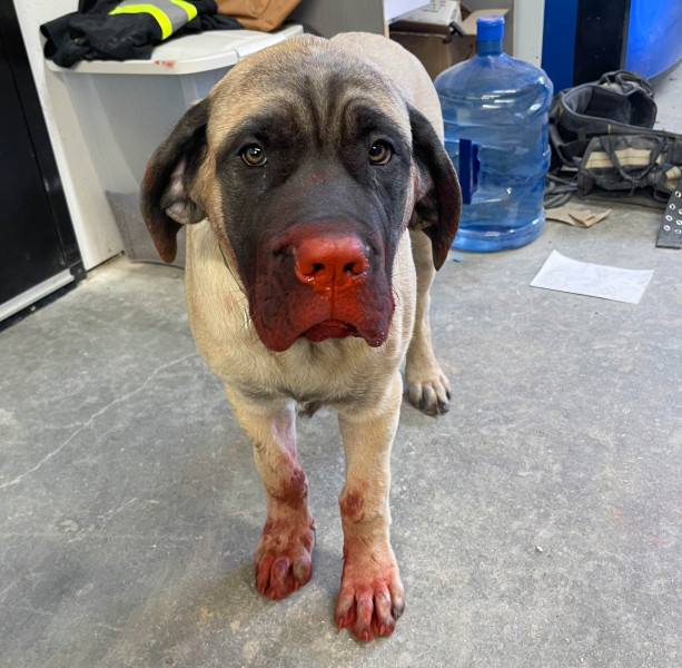 It appears Big Earl was dreaming of taking Rudolph’s job on Santa’s sleigh next week after getting into the red concrete paint… the dream was over after a good cleaning by Kenny's K9.