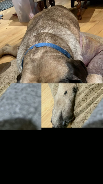 Big Earl resting after accident — he'll be okay.