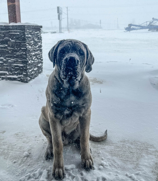 “I’ve taken care of all my Bailey Homes business out here, can I come in now?? It’s a bit chilly today!”